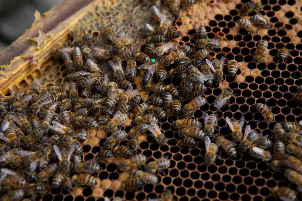  NATHALIE BOURRAS_abeilles