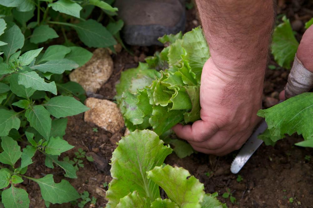  philippebelanger-4bis