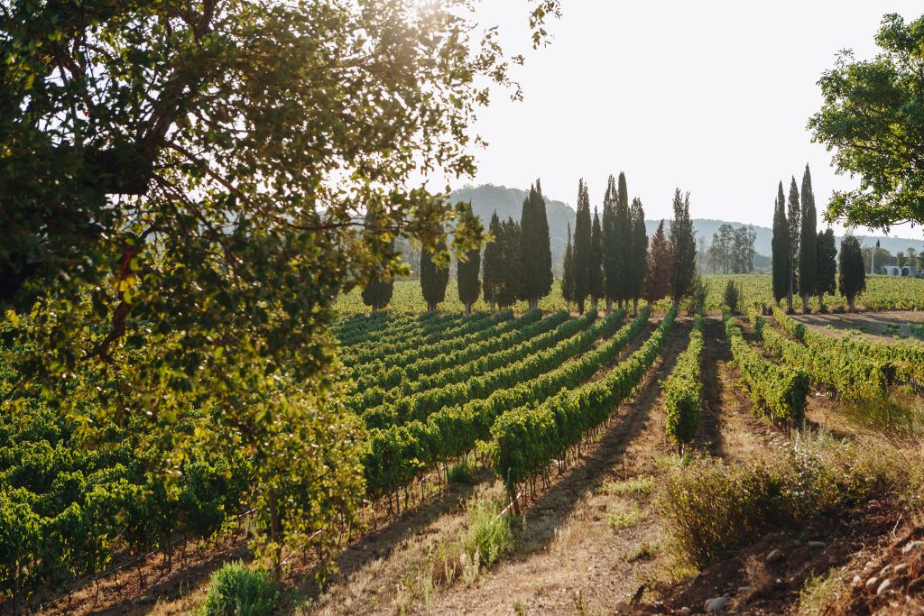  photo-Magalie-Cancel-CLOS-LUCCIARDI-DOMAINE