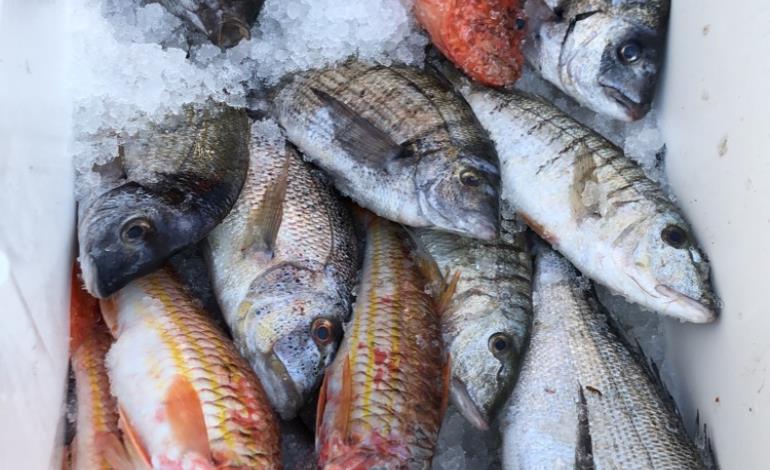 poissons cioccu poissons cioccu