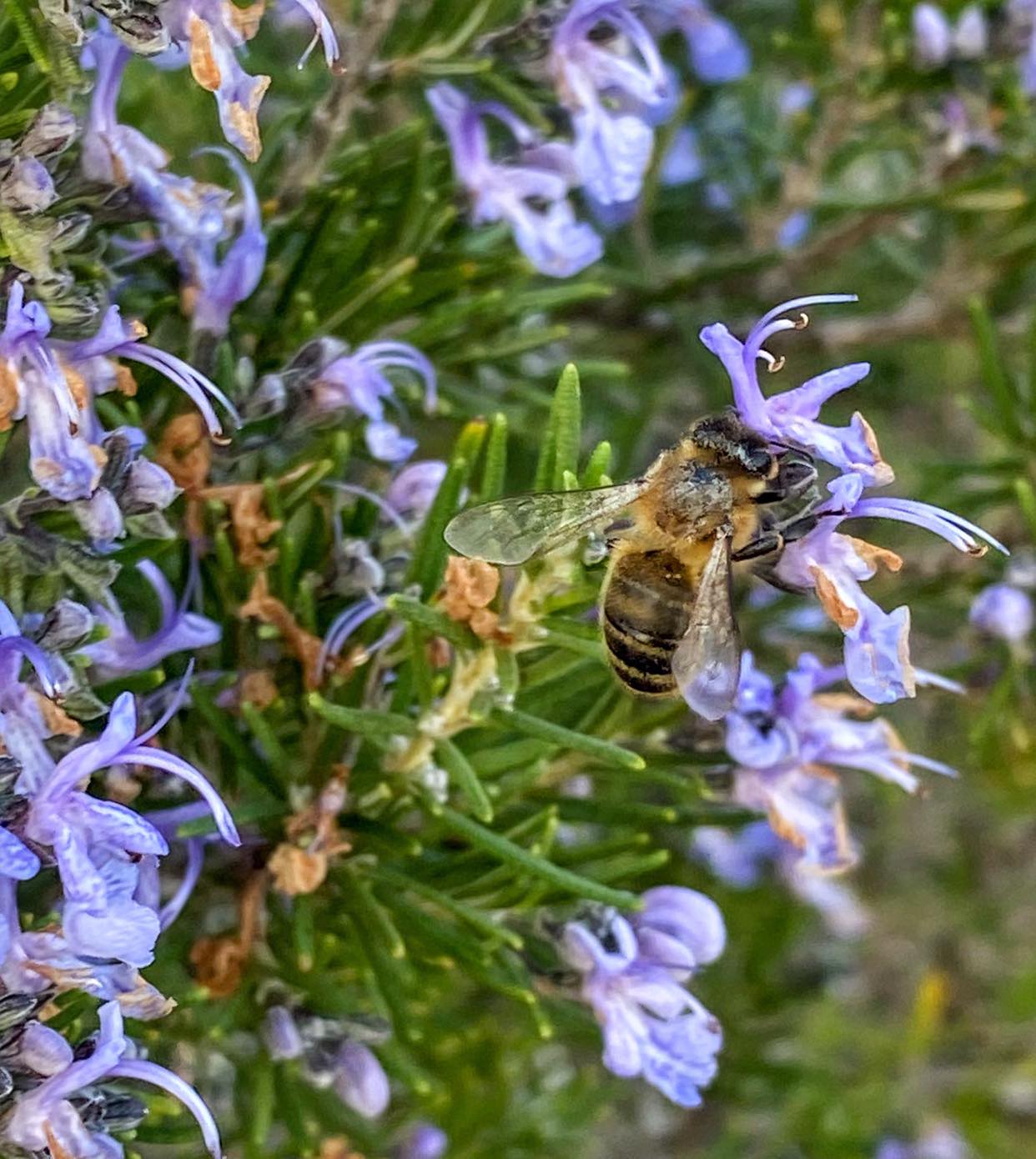  printemps abeille.jpeg