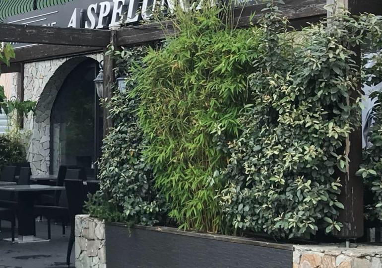 spelunca 1